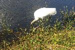 Wood Stork on Anhinga Trail