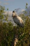 Wood Stork on Anhinga Trail