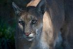 Florida panther