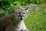 Florida panther