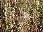Cape Sable Seaside Sparrow