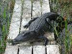 Alligator on boardwalk