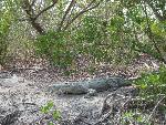 Crocodile on Cape Sable
