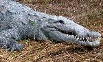 Head and shoulders of American crocodile