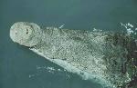 Crocodile snout