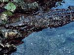 American crocodile along edge of water