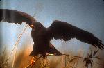 Snail Kite with wings spread