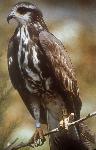 Banded Snail Kite perched on a branch