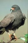 Snail Kite clutching a snail