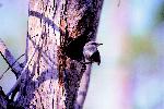 Brown-headed Nuthatch perched on tree trunk