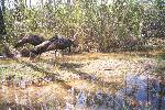 Two Wild Turkeys walking through the marsh