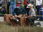Wild Turkeys being released into Everglades NP