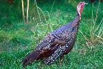 Side view of Wild Turkey