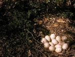 Wild Turkey nest with eggs