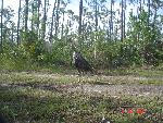 Wild Turkey in Everglades National Park