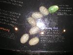 Alligator Eggs
