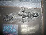 Baby Alligator