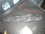 American alligator