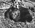 Florida mink