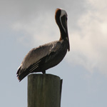 Brown Pelican