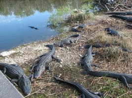 Alligators on shore