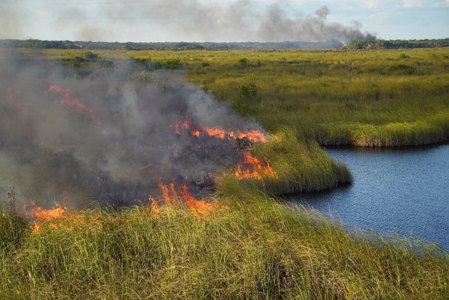 Prescribed Fire burns across sawgrass over River of Grass