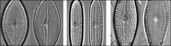 Sampling of Diatoms