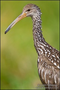 Head and shoulders of a limpkin