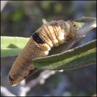 Florida leafwing caterpillar