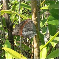 Adult Florida leafwing butterfly