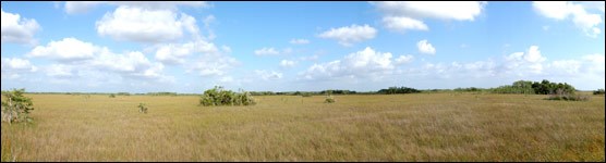 Everglades Vegetation
