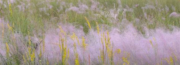 PLA Muhly Grass in Bloom (3), NPSPhoto