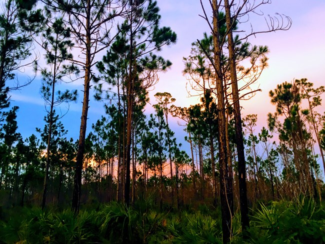 Tall pine trees against purple and pink sunset colors in the sky