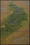 Aerial View of Taylor Slough