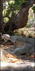 Photograph of crocodile with mouth wide open showing very sharp teeth!