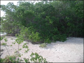 Dense stand of lather leaf on a Gulf Coast island