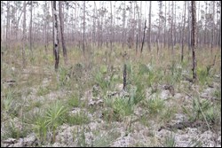 Pine rockland habitat after prescribed burn