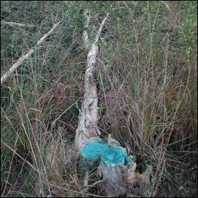 Treated melaleuca stump