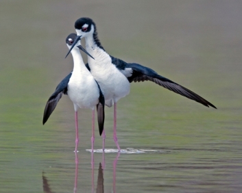 Blacknecked Stilt Courtship Ritual Eco Pond Everglades National Park