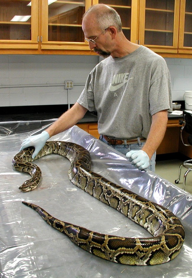 Park Herptologist Skip Snow with captured python