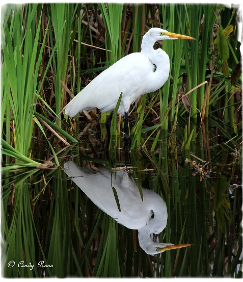 Egret Reflection By Cindy Rose - Coe VC Gallery January 2015