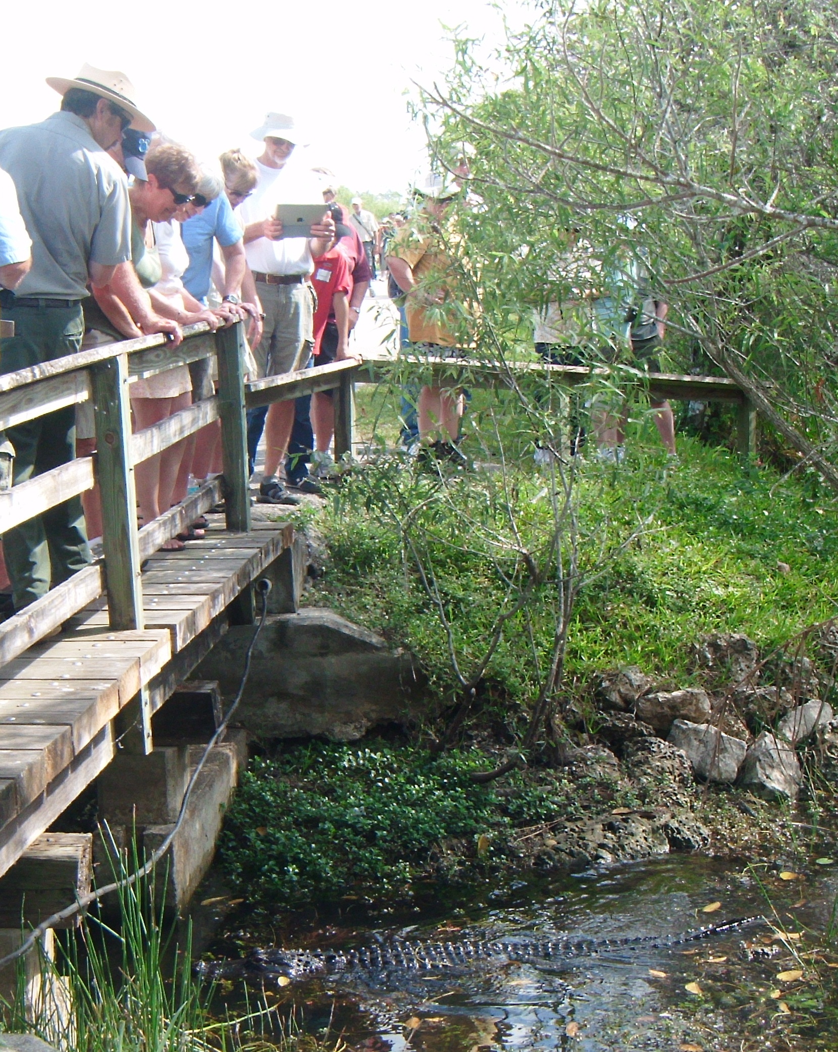 Visitors watch wildlife at the Everglades