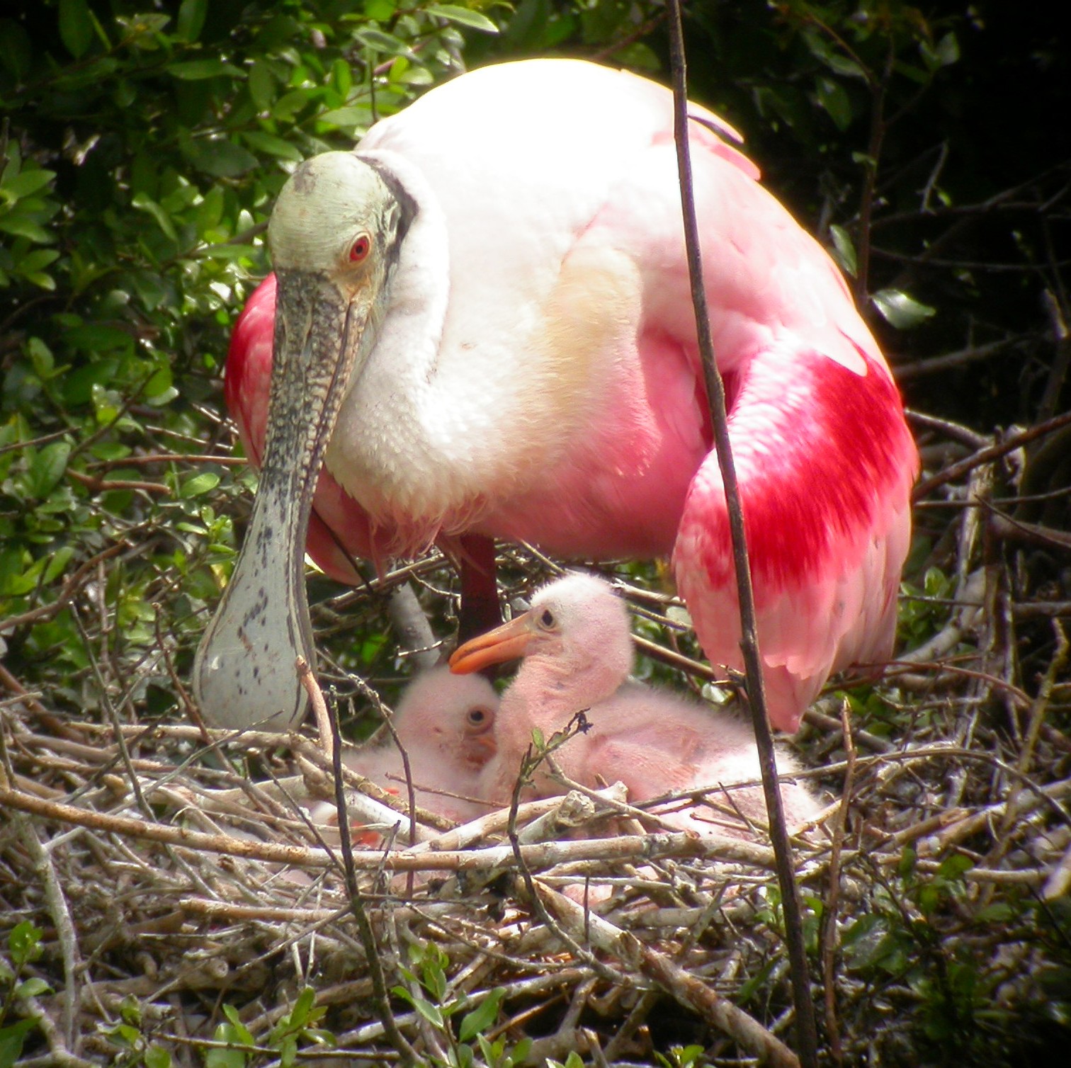 Roseate Spoonbill in nest with chicks.