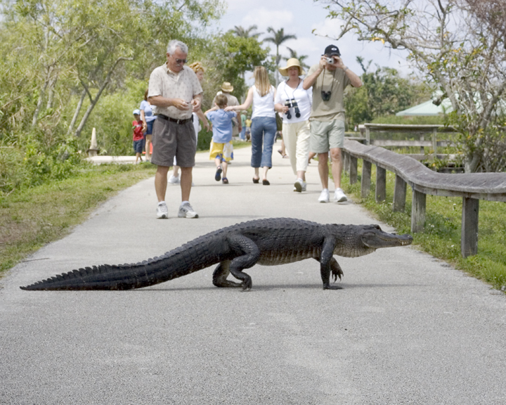 An alligator walks on the Anhinga Trail.
