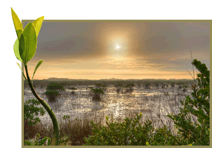 Everglades National Park World Heritage Site 2015 State of Conservation Report