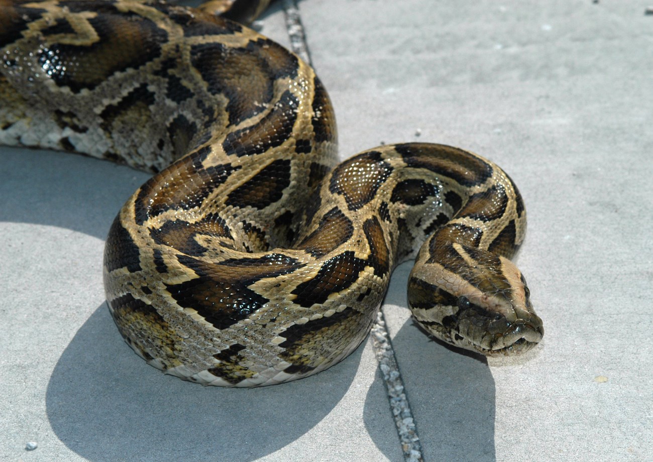 pythons snake image 152