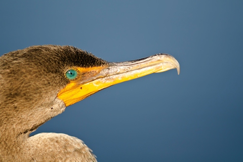 sm Phoenix-Double Crested Cormorant