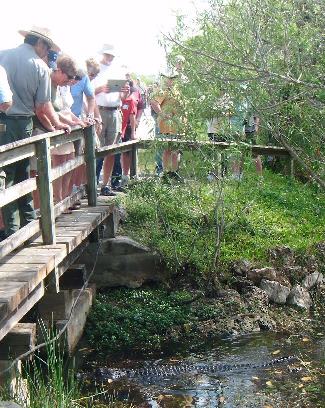 Visitors enjoy wildlife viewing along Anhinga Trail