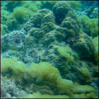 Algae Growing over a Coral Reef