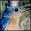 Photograph of Eastern Bluebird